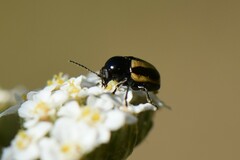 Cryptocephalus vittatus