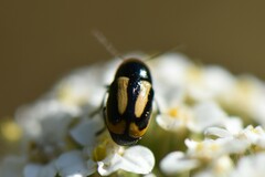 Cryptocephalus vittatus