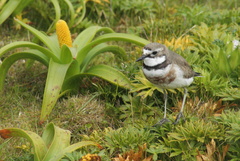 Charadrius bicinctus exilis