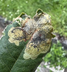 Leucoptera laburnella