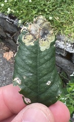 Leucoptera laburnella