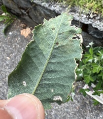 Leucoptera laburnella