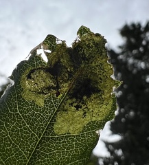 Leucoptera laburnella