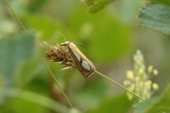 Catoptria conchella