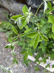 Leucoptera laburnella