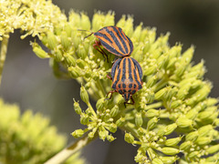 Graphosoma interruptum