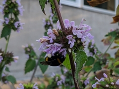 Bombus