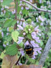 Bombus