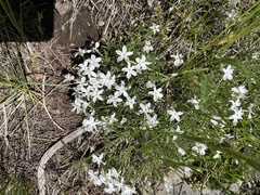 Phlox multiflora