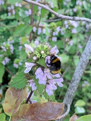 Bombus