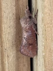 Acrolophus propinqua