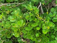 Eugenia astringens