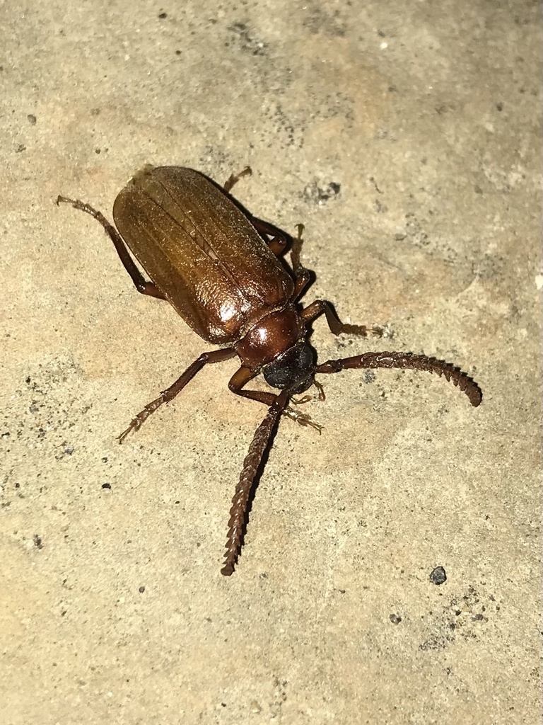 Prionus debilis