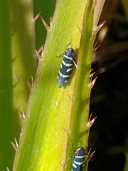 Balacha melanocephala