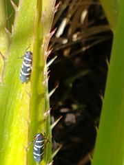 Balacha melanocephala