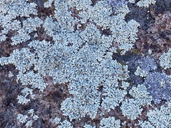 Lecanora achariana