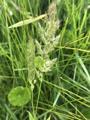 Polypogon interruptus
