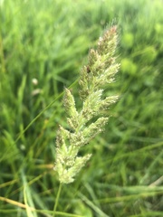 Polypogon interruptus