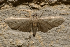 Eupithecia haworthiata