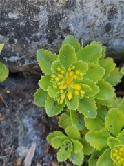 Phedimus kamtschaticus