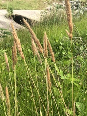 Polypogon interruptus