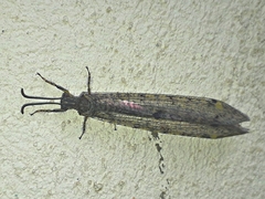 Distoleon tetragrammicus