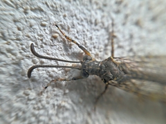 Distoleon tetragrammicus