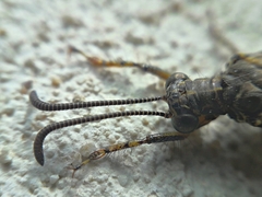 Distoleon tetragrammicus