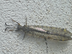 Distoleon tetragrammicus