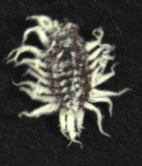 Telsimia subviridis