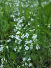 Arabidopsis arenosa