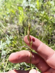 Carex petasata
