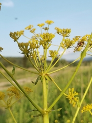 Ferulago sylvatica