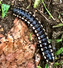 Aphelidesmidae
