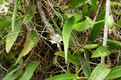 Prosthechea fragrans
