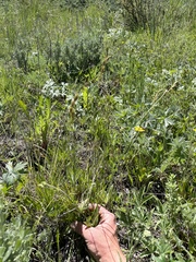 Carex petasata