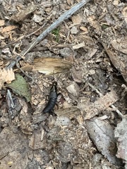 Philonthus decorus