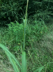 Rottboellia cochinchinensis