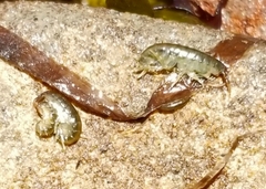 Hyalidae