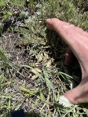 Astragalus argophyllus
