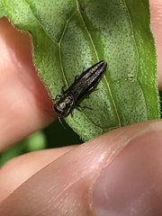 Agrilus obsoletoguttatus