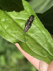 Agrilus obsoletoguttatus