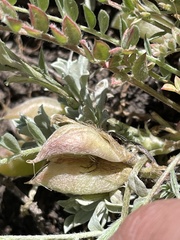 Astragalus argophyllus