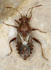 Rhopalus conspersus