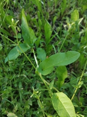 Convolvulus arvensis