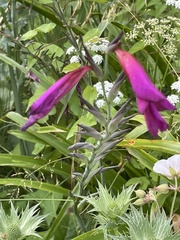 Gladiolus communis byzantinus