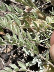 Astragalus argophyllus