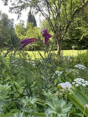 Gladiolus communis byzantinus