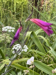 Gladiolus communis byzantinus