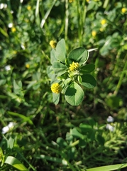 Medicago lupulina